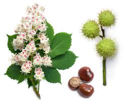 Epingle Sur Plantes Toxiques