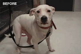 Https Encrypted Tbn0 Gstatic Com Images Q Tbn And9gcq14h83mjfwlkmavepcav1mrkp Bb7plr8h7w Usqp Cau