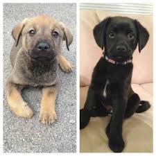 Build a bear mini german shepherd, golden retriever, chocolate lab puppy dogs. Labrador Shepherd Mix Puppies For Sale Petsidi