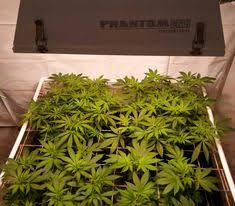 We did not find results for: How To Grow Weed With A 315 Lec Grow Light