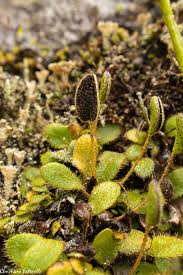 Image result for Elaphoglossum kivuense