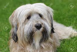 This unique coat comes in two color combinations: Longhaired Purebred Tibetan Terrier Dog Stock Photo Picture And Royalty Free Image Image 7250538