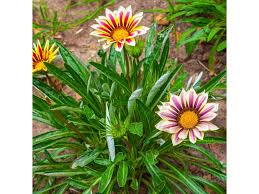 Image result for foto Gazánie