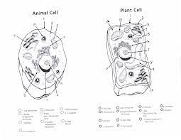 We have a set of, say, 10k labeled images (two classes), and an unlabeled set that is maybe 10x larger (or even 100x, doesn't really matter for this discussion). Plant And Animal Cell Diagrams 101 Diagrams