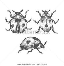 Black And White Ladybug Drawing Hand Drawn Set Of Ladybug In Different Poses Set Of Isolated Vector Insects Illustrations Black And Whit Black Pen Drawing Ladybug Art White Butterfly Tattoo