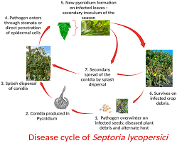 Image result for Septoria leaf spot of tomato