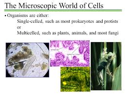 We did not find results for: The Microscopic World Of Cells Ppt Video Online Download