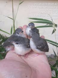 Jual dan cari hewan peliharaan burung terbaru di indonesia, temukan listing hewan peliharaan burung terbaru hanya di olx tempat jual beli terlengkap di . Brending Ciblek Kristal Khusus Purwokerto Facebook