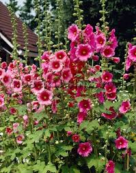 Holly Hock Alcea Rosea I Love Holly Hocks As A Tall Back Border With Images Flower Garden Hollyhocks Flowers Flowers Perennials