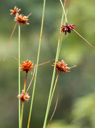 Image result for Bulbostylis sp.no.4