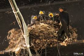 Suzana jovanovic · song · 2015. Unicenje Lastovicjega Gnezda Z Mladici Je Nehumano In Kaznivo Dejanje Prlekija On Net Ljutomer