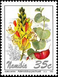 Image result for Adenolobus pechuelii