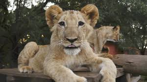 Wildlife video take a look at the amazing african wildlife in 4k uhd! Living With Big Cats 2017 Youtube