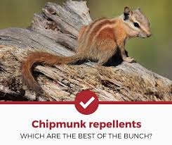 Here are four ideas for getting rid of chipmunks if they've decided your garden is a nice place to live or grab a snack. Top 4 Best Chipmunk Repellents 2021 Review Pest Strategies