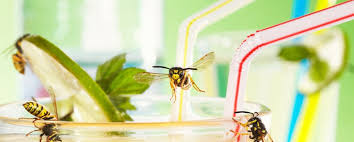 Insektenstiche Bei Kindern Netdoktor At