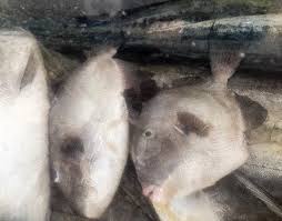 Peroa Ou Porquinho E A Busca Por Comer O Peixe Inteiro Digamaria