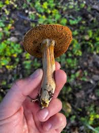 Image result for Xerocomellus diffractus