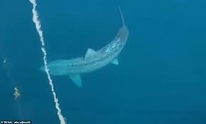 Last year, there were a record 98 unprovoked shark attacks, six of which proved to be fatal, according to the sunday times of london. Passengers Scream Holy F K As Enormous Megalodon Shark Circles A Ship Off New England Daily Mail Online