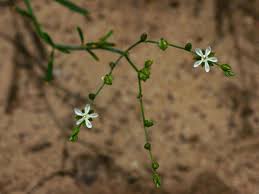 Image result for Limeum fenestratum