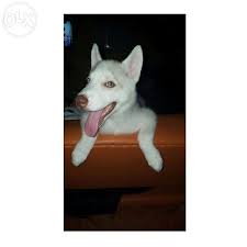 Pin On Pet Lovers