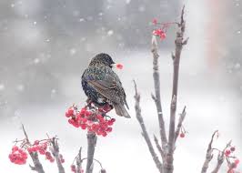 Check spelling or type a new query. Snow Can Be Really Beautiful Cute Birds Bird Photo Animals