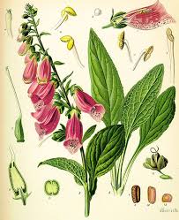 Image result for Digitalis purpurea
