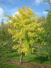 Image result for Robinia