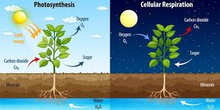 Cellular respiration produces energy, which is vital because the energy is used to maintain life. Free Vector Diagram Showing Process Of Photosynthesis And Cellular Respiration