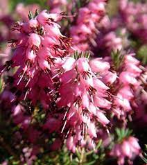 Heather Flower Heather Flower Flower Meanings Heather Plant