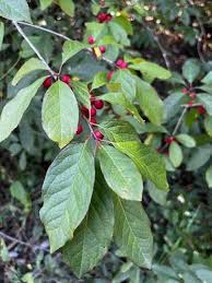 Image result for Allophylus abyssinicus