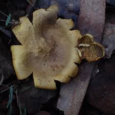 Image result for Scleroderma cepa