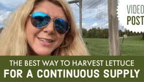 The 5 Types of Lettuce