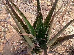Image result for Aloe christianii