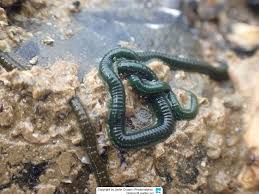 Image result for Eulalia polyneura