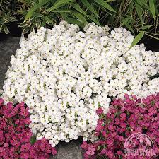 Image result for Arabis