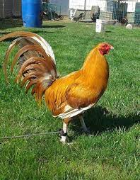 Pin On Chickens