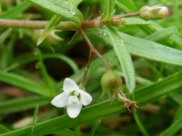 Image result for Oldenlandia herbacea