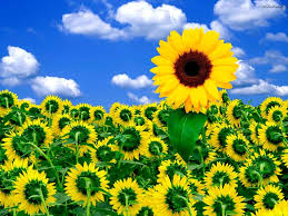 11,533 best flower sunshine ✅ free stock photos download for commercial use in hd high flower sunshine flowers high definition picture petals beautiful green leaves background high definition. Flowers Wallpaper Vibrant Sunflower Wallpaper Sunshine Wallpaper Amazing Flowers Photos