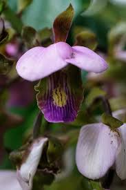 Image result for Eulophia horsfallii