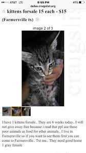 Some cats are for sale for cheap and some kittens are even given away for free. Craigslist Cats Dfw Cats Dfw Adopt Twitter