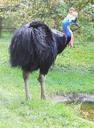 Ausztrália korán elszakadt a többi kontinenstől, így állatvilága a világ más részeitől elszigetelten fejlődött. Kozzeteve Itt Ausztralia Allatai