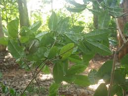 Image result for Combretum xanthothyrsum