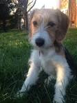 Beagle Poodle Mix - The Poogle - Dog Breed Answers
