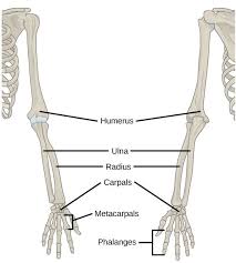 But when the thumb remains in the inside and the palm looks backwards then it is said that the hand is pronated. Me Doc I Broke My Arm In 3 Places Doctor Well Don T Go To Those Places Human Bones Anatomy Arm Bones Arm Bones Anatomy