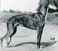 Greyhound racing is the sport of racing greyhounds. Greyhound Type The Archtypical Sighthound