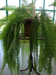 Image result for ledviník