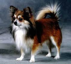 Look at pictures of chihuahua puppies who need a home. 55 Facts About Chihuahuas That You May Not Know I Love My Chi