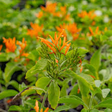 Image result for Justicia spicigera