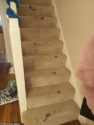 We did not find results for: Pet Owner Is Shocked After Black Cat Has Completely Ruined His Carpet After Stepping In Black Oil Daily Mail Online