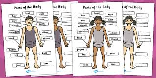 To complete the word search, students should find the body part names in the grid and then check off the words at the bottom of the worksheet once they have found them. Body Parts Worksheet Pdf Labelling Pack Teacher Made